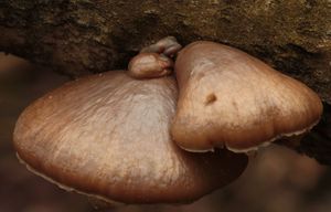 Hlíva čepičkatá - Pleurotus calyptratus (Lindblad ex Fr.) Sacc. 1887