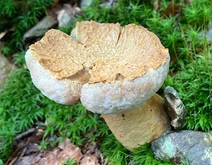 Hřib siný - Gyroporus cyanescens  (Bull.) Quél. 1886