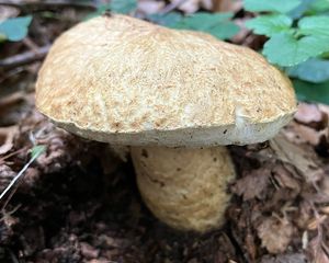 Hřib siný - Gyroporus cyanescens  (Bull.) Quél. 1886