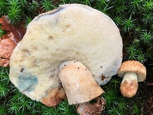 Hřib siný - Gyroporus cyanescens  (Bull.) Quél. 1886