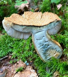 Hřib siný - Gyroporus cyanescens  (Bull.) Quél. 1886