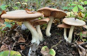 Závojenka olovová - Entoloma sinuatum (Bull.) P. Kumm. 1871