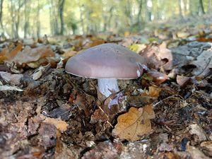 Čirůvka fialová - Lepista nuda (Bull.) Cooke 1871