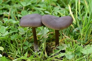 Závojenka hedvábná - Entoloma sericeum (Bull.) Quél.