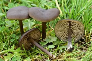 Závojenka hedvábná - Entoloma sericeum (Bull.) Quél.