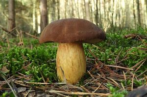 Hřib hnědý - Imleria badia (Fr.) Vizzini