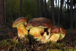 Hřib hnědý - Imleria badia (Fr.) Vizzini