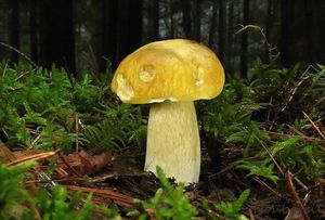 Hřib smrkový citrónový - Boletus edulis f.citrinus