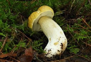 Hřib smrkový citrónový - Boletus edulis f.citrinus