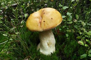 Hřib smrkový citrónový - Boletus edulis f.citrinus