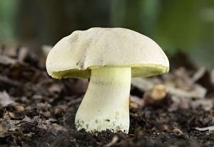 Hřib medotrpký - Caloboletus radicans (Pers.) Vizzini 2014