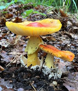 Muchomůrka císařka - Amanita caesarea  (Scop.) Pers. 1801