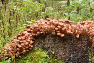 Václavka smrková - Armillaria ostoyae (Romagn.) Herink 1973