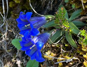 Hořec Clusiův (Gentiana clusii Perr. et Songeon)