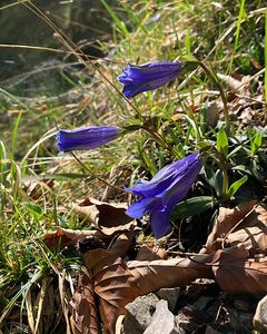 Hořec Clusiův (Gentiana clusii Perr. et Songeon)