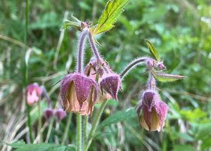Kuklík potoční (Geum rivale)