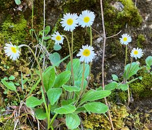 Stokroč horská (Bellidiastrum michelii Cass.)