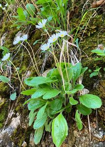 Stokroč horská (Bellidiastrum michelii Cass.)