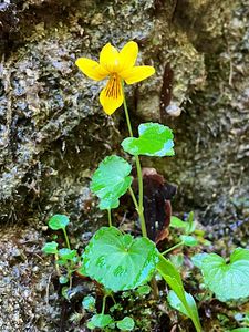 Violka dvoukvětá (Viola biflora L.)