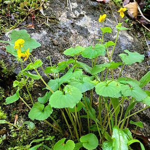 Violka dvoukvětá (Viola biflora L.)