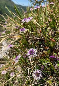 Koulenka srdcolistá (Globularia cordifolia L.)