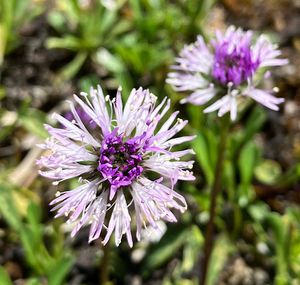 Koulenka srdcolistá (Globularia cordifolia L.)