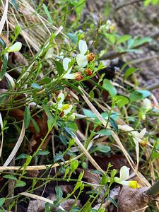 Zimostrázek alpský (Polygala chamaebuxus)