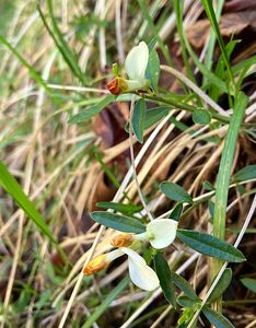 Zimostrázek alpský (Polygala chamaebuxus)