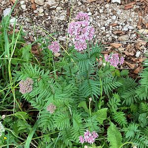 Kozlík lékařský (Valeriana officinalis L.)