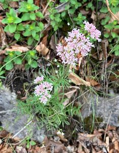 Kozlík lékařský (Valeriana officinalis L.)