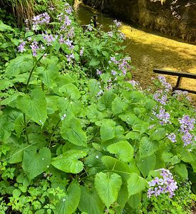 Měsíčnice vytrvalá (Lunaria rediviva L.)