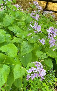 Měsíčnice vytrvalá (Lunaria rediviva L.)