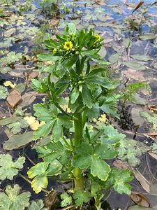 Pryskyřník lítý (Ranunculus sceleratus L.)