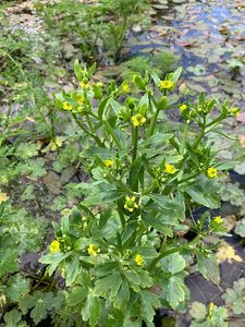Pryskyřník lítý (Ranunculus sceleratus L.)