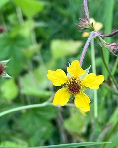 Kuklík městský (Geum urbanum)