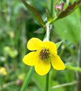Kuklík městský (Geum urbanum)