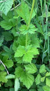 Kuklík městský (Geum urbanum)