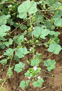 Sléz přehlížený (Malva neglecta)