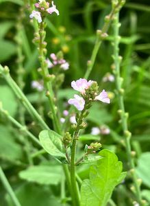 Sporýš lékařský (Verbena officinalis L.)