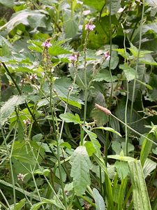 Sporýš lékařský (Verbena officinalis L.)
