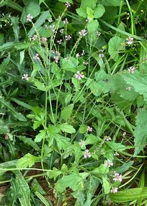 Sporýš lékařský (Verbena officinalis L.)