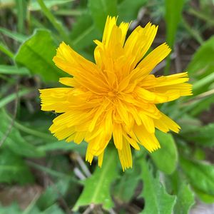 Máchelka srstnatá (Leontodon hispidus L.)