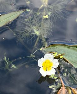 Lakušník okrouhlý (Batrachium circinatum (Sibth.))