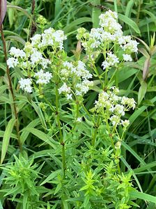 Svízel severní (Galium boreale L.)
