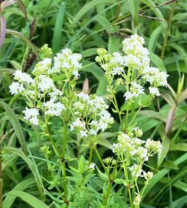 Svízel severní (Galium boreale L.)