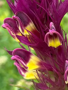 Černýš rolní (Melampyrum arvense)