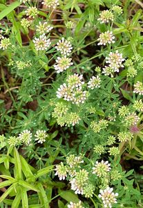 Bílojetel pětilistý (Dorycnium pentaphyllum Scop.)