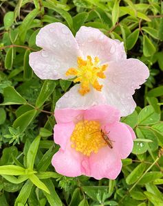 Růže galská (Rosa gallica L.)
