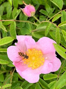 Růže galská (Rosa gallica L.)