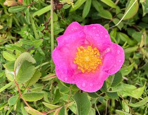 Růže galská (Rosa gallica L.)